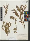 Foto von Salix alba L.
